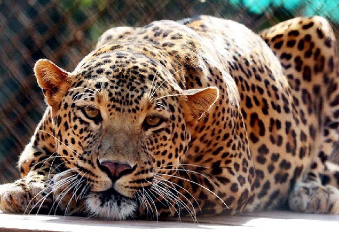 leopard