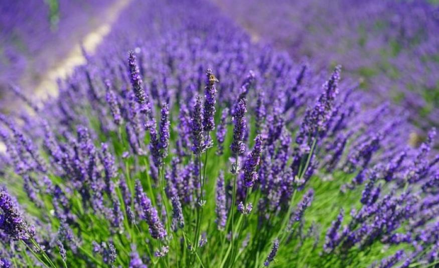 lavanda